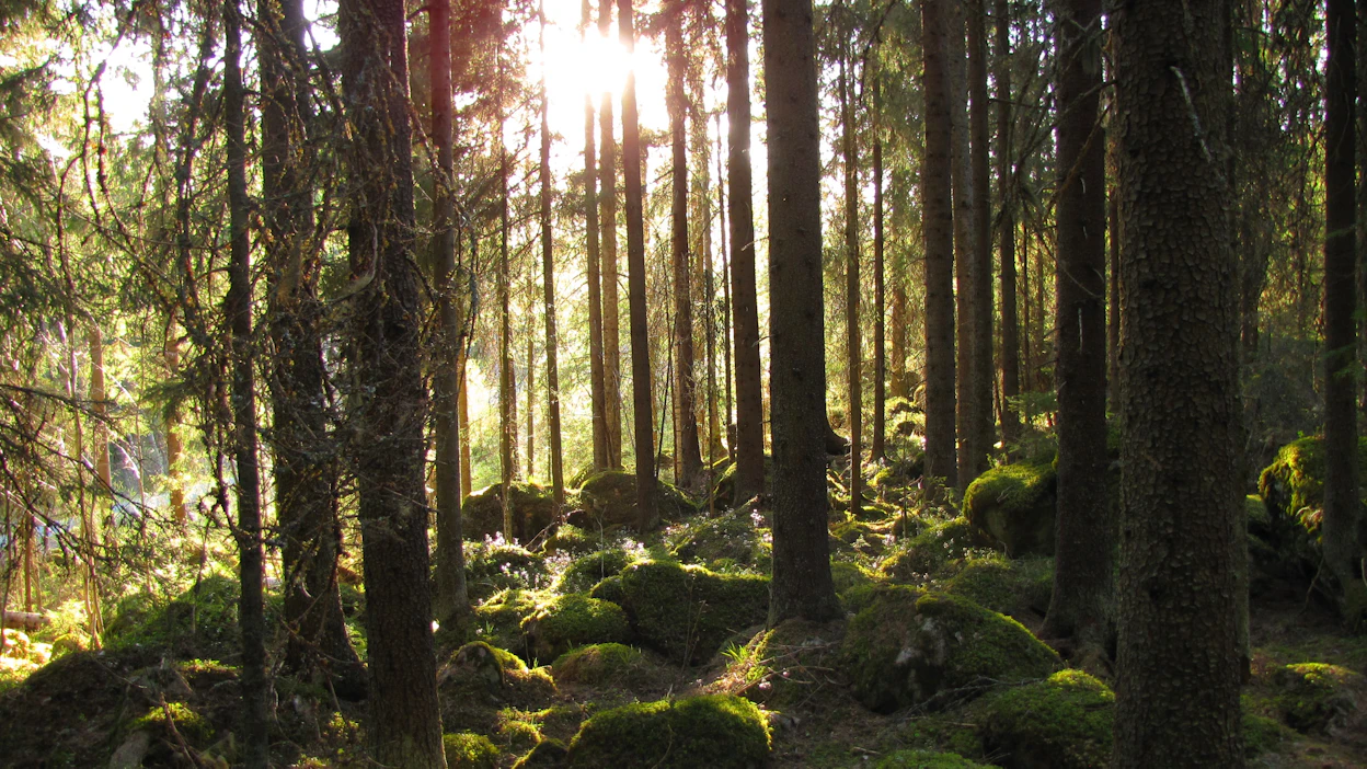 Metsänomistajilla on suuri rooli ilmastonmuutoksen hillinnässä ja luontokadon ehkäisyssä.