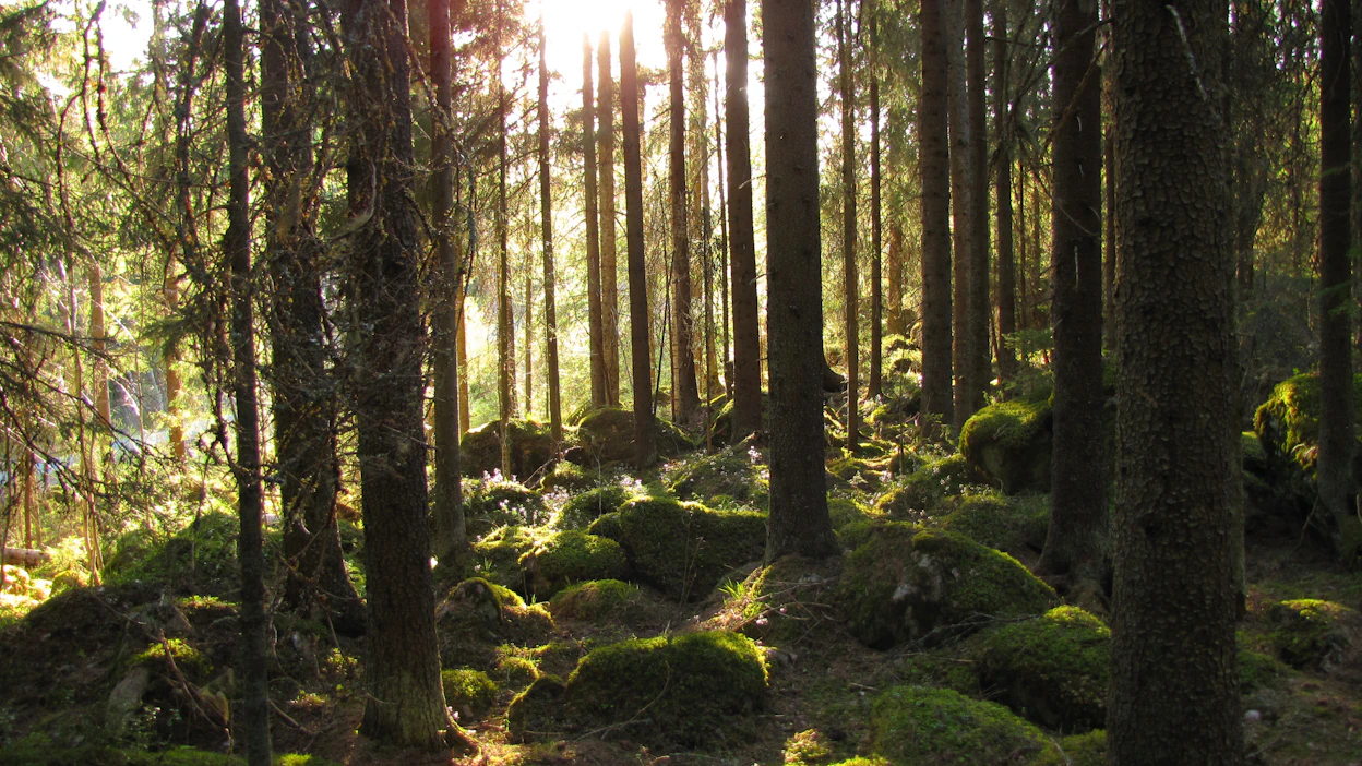 Hallitusohjelman kirjausten mukaan hallitus pyrkii kehittämään kestävää ja ennustettavaa metsäpolitiikkaa.