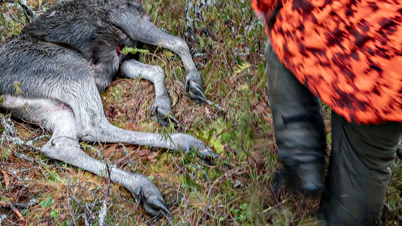 Maaseudun Tulevaisuus
