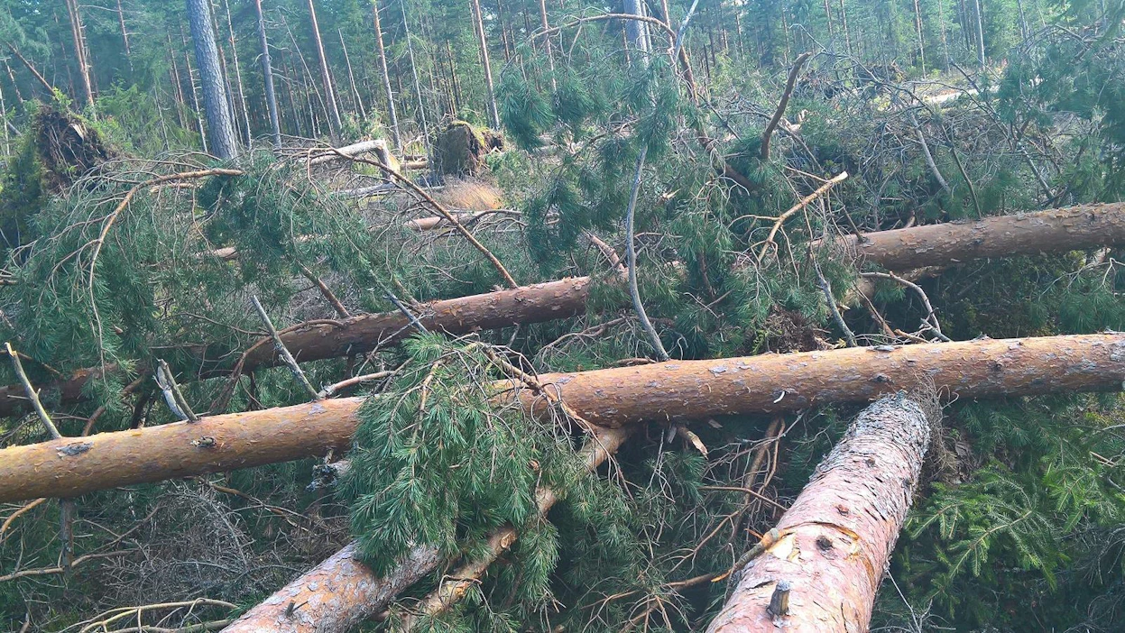 MT:n toimittajan Jouko Kyytsösen Mäntsälässä sijaitsevassa metsässä kaatui juurineen jopa 60–80 tukkipuuta.