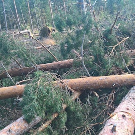 MT:n toimittajan Jouko Kyytsösen Mäntsälässä sijaitsevassa metsässä kaatui juurineen jopa 60–80 tukkipuuta.