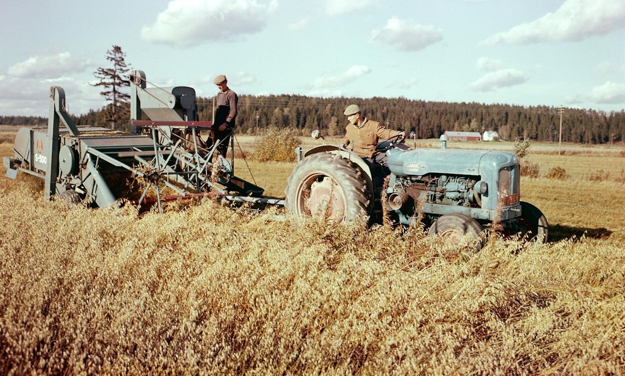 Bolinder-Munktell S-500 -leikkuupuimuri ja Fordson Power Major -traktori vuonna 1965. Kuvaaja Erkki Voutilainen.