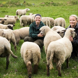 Anne ja Kaisa Holmström tekevät yhteistyötä nimellä Koskenlampurit. Tarkoitus on kasvattaa tilojen lammasmäärää. Kuvassa oxford down -rotuisia lampaita.