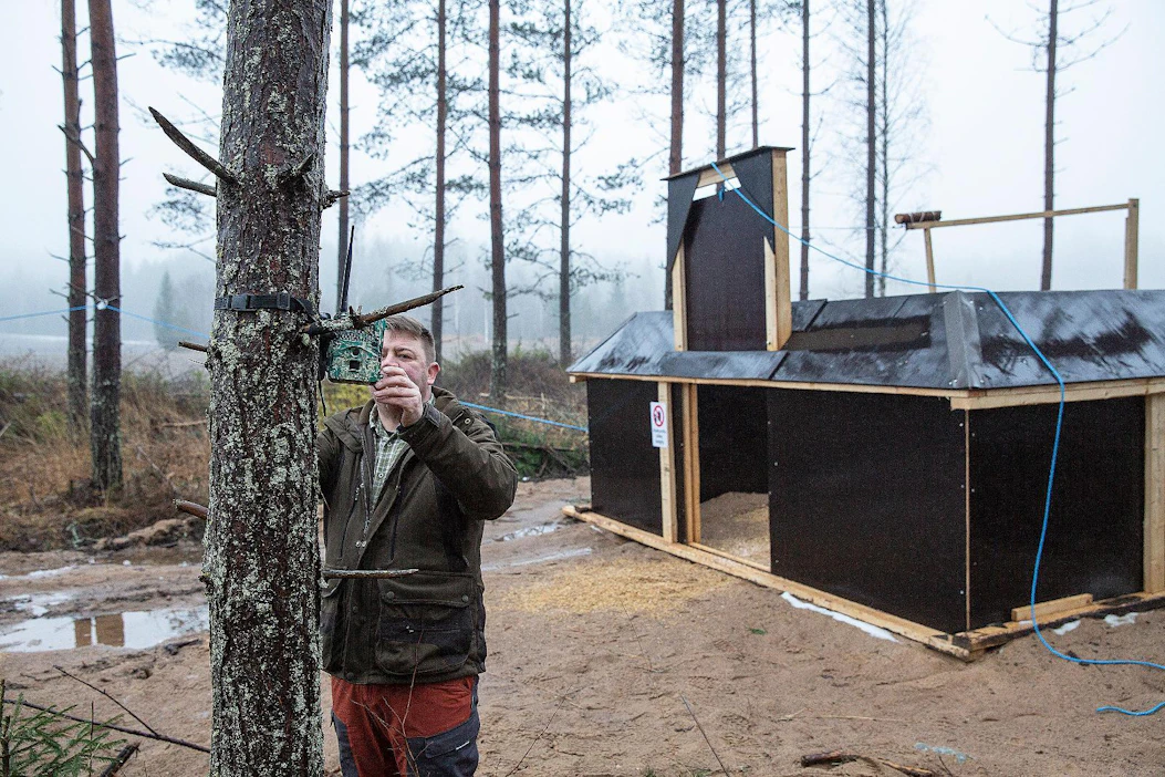Etelä-Karjala on alueena ennen muuta villisikojen läpikulkualuetta. Eläimet saattavat käydä täällä syömässä ja painua sitten Venäjälle tai jatkaa matkaa sisämaahan. Etelä-Saimaan riistanhoitoyhdistyksen alueen villisikojen määräksi arvioitiin 90 eläintä hirvijahdin yhteydessä marraskuussa, saaliseläinten määrä on 15–20, kertoo Toni Penttinen.