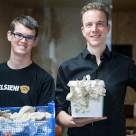 Stéphane Poirié ja Chris Holtslag rohkaisevat suomalaisia osterivinokkaiden viljelyyn. Helppoa ja maukasta!