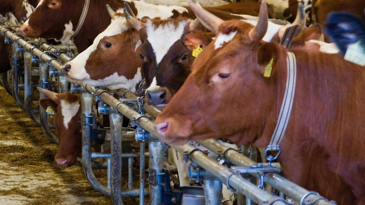 Animalian mielestä parsinavetta on hyvinvointiongelma, joka pitäisi ottaa huomioon julkisissa hankinnoissa. Kuvan navetta ei liity juttuun.