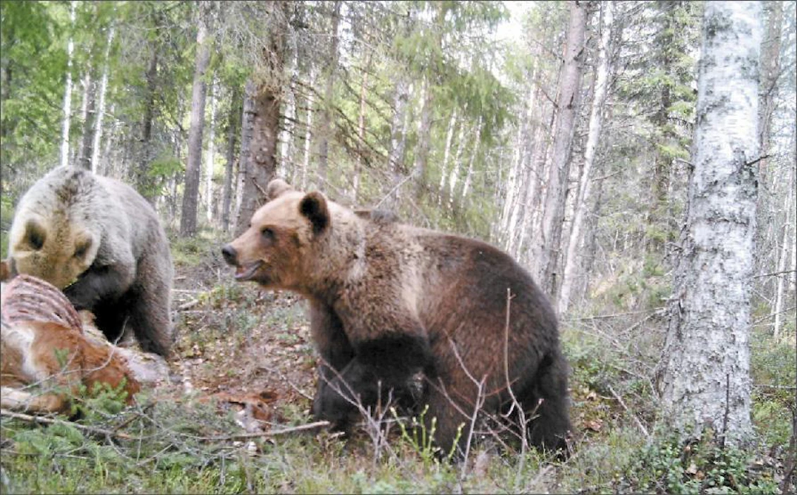 Keski-Suomen länsiosissa on nyt maan tihein karhukanta. Karstulassa riistakamera kuvasi kaksi karhua. TERO LAHTISEN RIISTAKAMERA