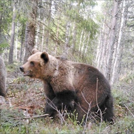 Keski-Suomen länsiosissa on nyt maan tihein karhukanta. Karstulassa riistakamera kuvasi kaksi karhua. TERO LAHTISEN RIISTAKAMERA