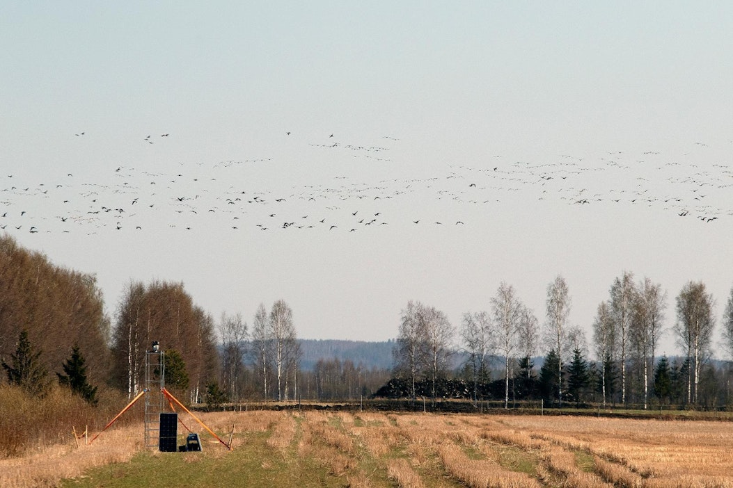 Valkoposkihanhien keväinen päämuutto alkaa olla täydessä vauhdissa.