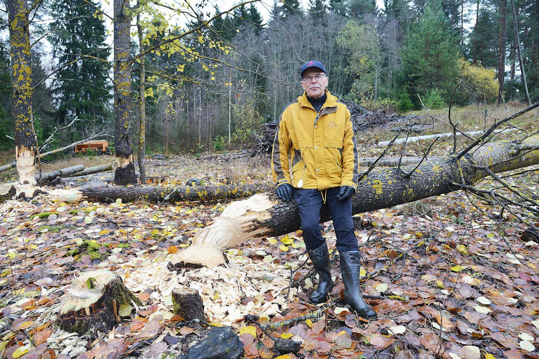 Matti Koivula arvioi, että majavat ovat kaataneet tänä vuonna puita useiden kymmenien kuutioiden verran. Hän on oppinut, että jos kaadettuja runkoja ei heti vie kauemmas pinoon, majavat raahaavat ne tai osia puista ojaan. Haavat ovat majavien herkkua.