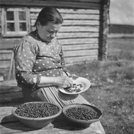 Marjojen perkausta Kurkijoella 1930-luvulla. Marjoista saatiin vitamiineja ja vaihtelua ruokavalioon vaikka arvostettuja kaloreita ne eivät sisältäneetkään. Myynnistä tuli myös lisätuloja. Säilöntä ennen sokerin ja kylmäkaappien yleistymistä oli hankalaa.