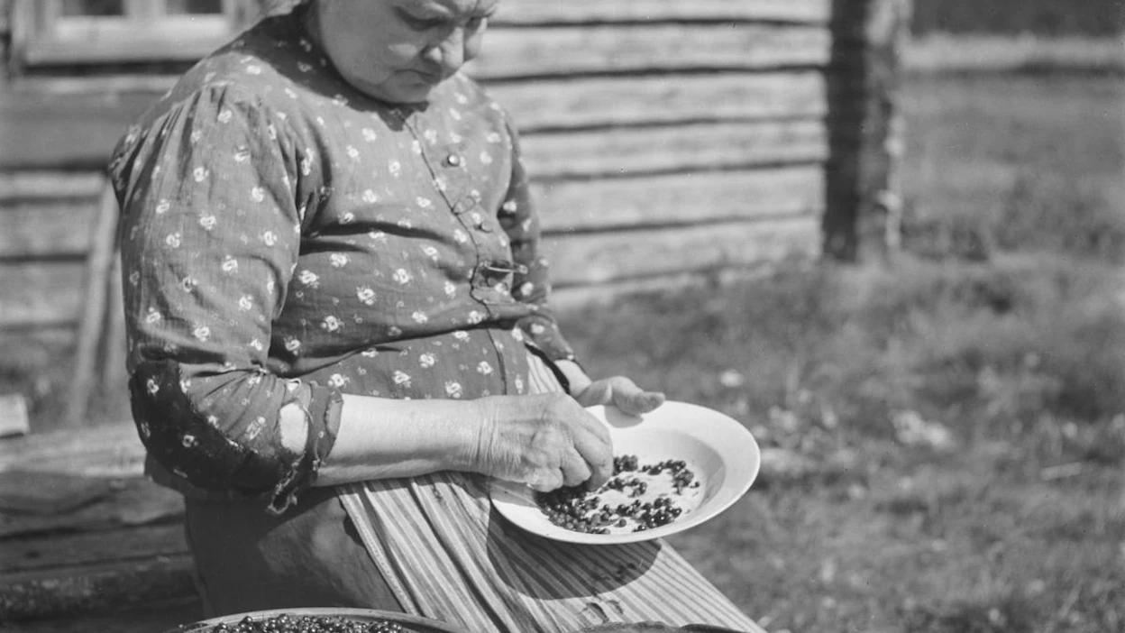 Marjojen perkausta Kurkijoella 1930-luvulla. Marjoista saatiin vitamiineja ja vaihtelua ruokavalioon vaikka arvostettuja kaloreita ne eivät sisältäneetkään. Myynnistä tuli myös lisätuloja. Säilöntä ennen sokerin ja kylmäkaappien yleistymistä oli hankalaa.