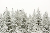 Metsäkanalinnuista teeret tulevat parhaiten toimeen nuorten metsäikäluokkien talousmetsäalueilla. Lajilla on muutenkin väljimmät elinympäristövaatimukset.