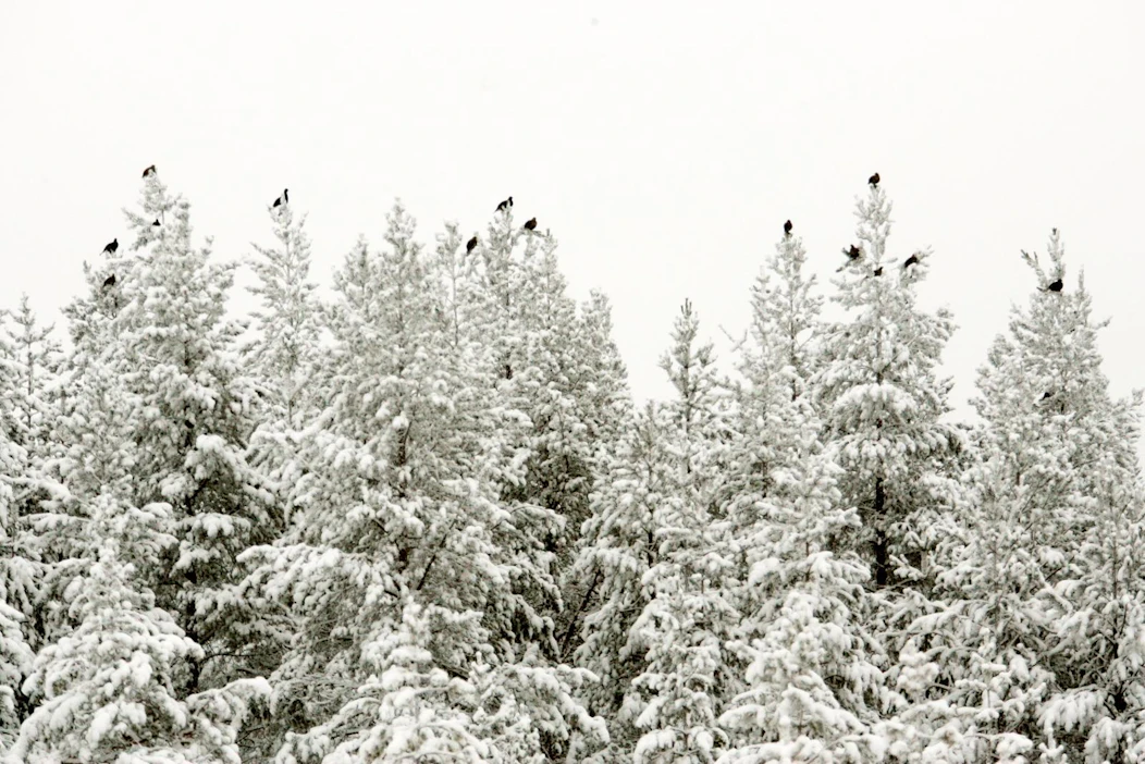 Metsäkanalinnuista teeret tulevat parhaiten toimeen nuorten metsäikäluokkien talousmetsäalueilla. Lajilla on muutenkin väljimmät elinympäristövaatimukset.
