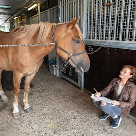 &quot;Usein tuntuu, että kun puhutaan hevosten hyvinvoinnista, puhutaan oikeastaan hevosista puhujan hyvinvoinnista ja mielikuvista hevosista&quot;, pohtii Leena Alerini.