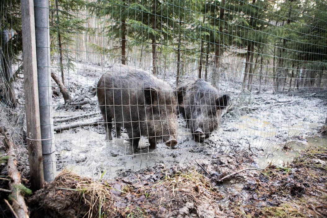 Saksassa afrikkalainen sikarutto leviää villisioissa Puolan rajalla, Suomessa tautia ei ole havaittu.