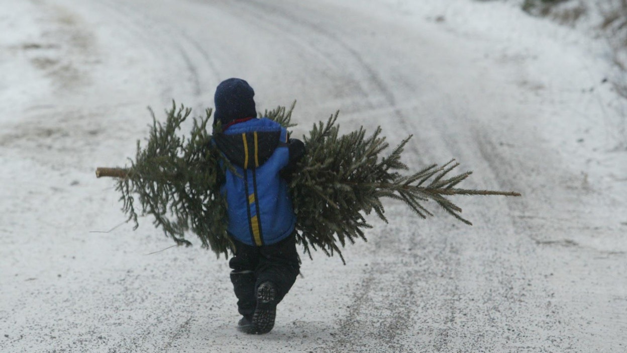 Kuusen kotiin tuoda saamme. Ja omassa metsässä retki on muutenkin antoisa!