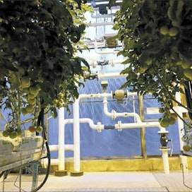 Parkinniemen puutarha Kajaanissa vaihtoi lämmitysenergian öljystä puuhakkeeseen. Lämpö tulee kasvihuoneeseen teräsputkissa, joissa kulkee lämmin vesi. Paluuveden lämpötila määrää, millä teholla kattila käy. Järjestelmään kuuluu kaksi 80 kuutiometrin lämminvesivaraajaa. Pekka Fali