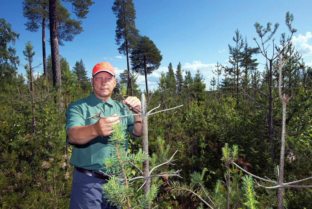 ”Hirvien talvisyönti on aiheuttanut 20 hehtaarin taimikkoon valtavat vahingot”, toteaa Kemijärvellä sijaitsevaa taimikkoa tarkastava Itä-Lapin metsänhoitoyhdistyksen toiminnanjohtaja Jari-Pekka Jumisko.