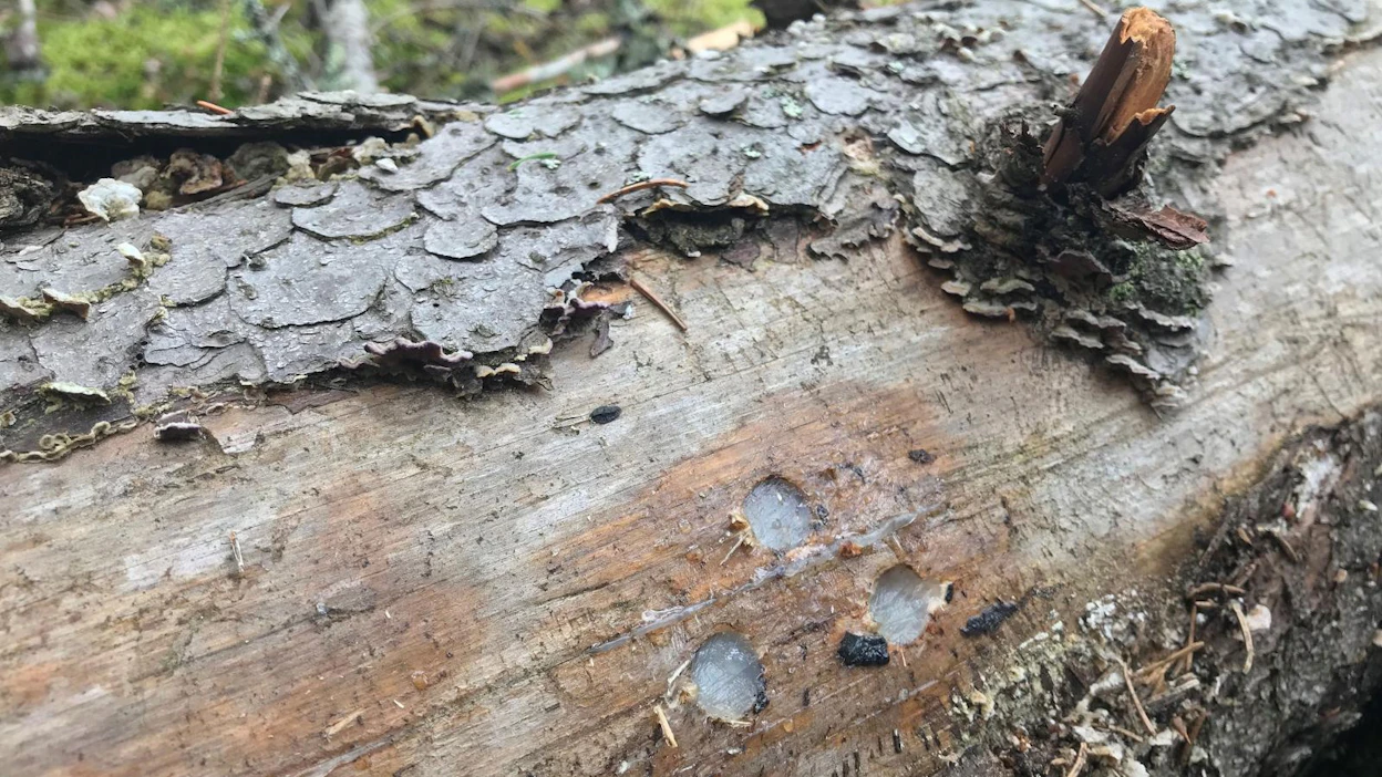 Luontaisesti kaatuneen kuusen runkoon on porattu kolme reikää, joihin istutetuissa tapeissa on rusokantokäävän rihmastoa. Ennen istutusta varmistetaan, että kaatuneissa puissa ei ole istutettavaa kääpälajia.
