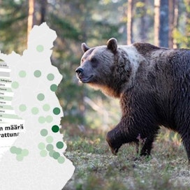 Viime vuonna karhun metsästyksessä oli laajalla alueella Itä-Suomessa valitusten seurauksena välivuosi.