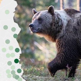 Karhunmetsästys alkoi koko maassa 20. elokuuta.