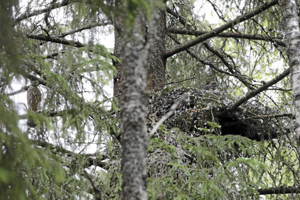 Kanahaukan pesä. Vasemalla oksiston seassa kananhaukan poikanen.