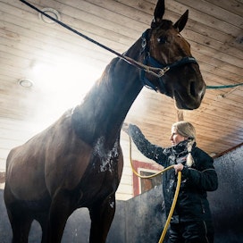 Horus Du Donjonia pesevä Jenni Peltokorpi on työskennellyt hevosenhoitajana myös Italiassa ja Ruotsissa. Isoilta talleilta mieleen jäi lähinnä oppia valmentamisesta ja se, miltä todella hyvä hevonen tuntuu.