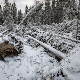 Myrskytuhoja Mustasaaren metsissä tammikuussa 2019.
