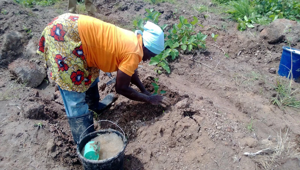 Finnfundin tukema Miro Forestry -yritys on vuodesta 2010 perustanut Ghanaan ja Sierra Leoneen kestävästi hoidettavia istutusmetsiä tuhansille hehtaareille. Paikalliset viljelijät voivat tuottaa ensimmäisinä vuosina ruokakasveja istutusten välissä.
