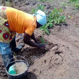 Finnfundin tukema Miro Forestry -yritys on vuodesta 2010 perustanut Ghanaan ja Sierra Leoneen kestävästi hoidettavia istutusmetsiä tuhansille hehtaareille. Paikalliset viljelijät voivat tuottaa ensimmäisinä vuosina ruokakasveja istutusten välissä.