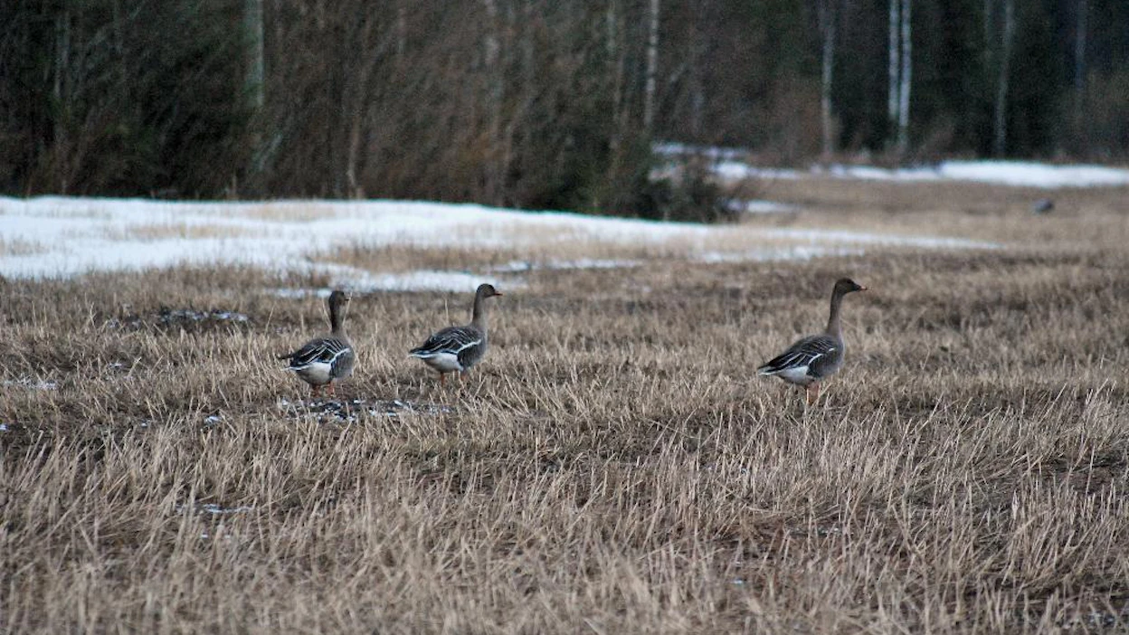 Metsähanhia ruokailemassa ohrapellon rippeillä muuttomatkallaan pohjoiseen.