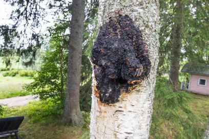 Kuuluuko pakurikäävän poimiminen jokamiehenoikeuksiin?