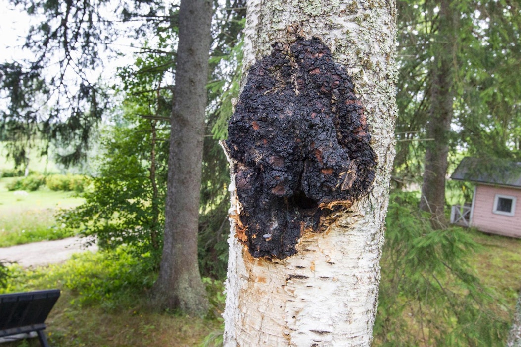 Kuuluuko pakurikäävän poimiminen jokamiehenoikeuksiin?