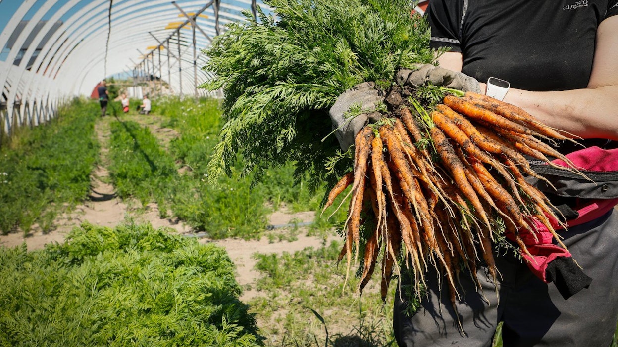 Porkkanan varastomäärä oli suurempi kuin edellisellä varastokaudella, mutta sato on mahtunut hyvin markkinoille.