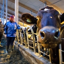 Parikkalalaiset Veera (vas.) ja Roosa Parvinen ovat kasvaneet navettatöihin, ja nykyään he työskentelevät kotitilallaan verokortilla. Kuvan lehmä on Kirsikka.