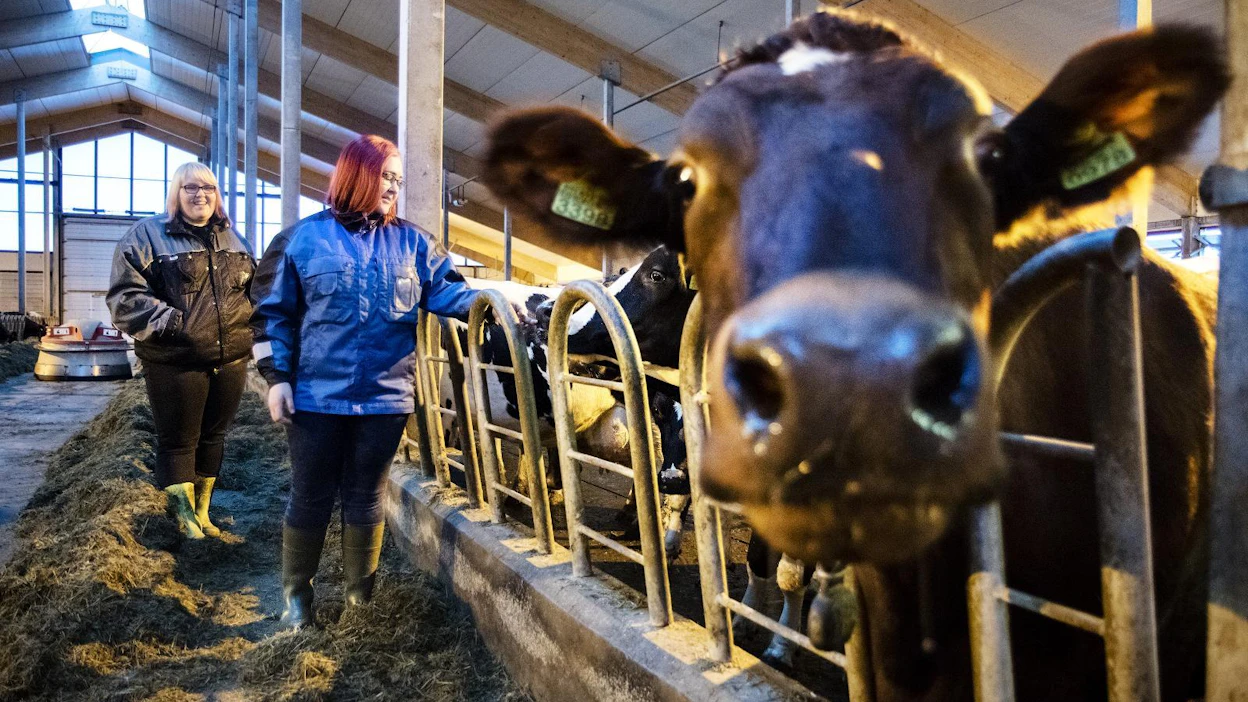 Parikkalalaiset Veera (vas.) ja Roosa Parvinen ovat kasvaneet navettatöihin, ja nykyään he työskentelevät kotitilallaan verokortilla. Kuvan lehmä on Kirsikka.