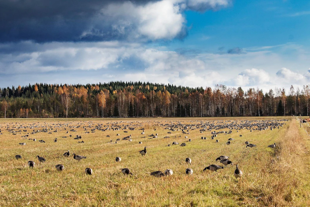 Valkoposkihanhien kasvanut kanta on aiheuttanut valtavaa tuhoa viljelyksille muuttoreittien varrella.