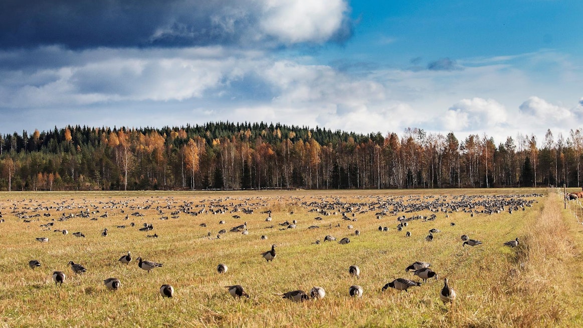 Valkoposkihanhien kasvanut kanta on aiheuttanut valtavaa tuhoa viljelyksille muuttoreittien varrella.