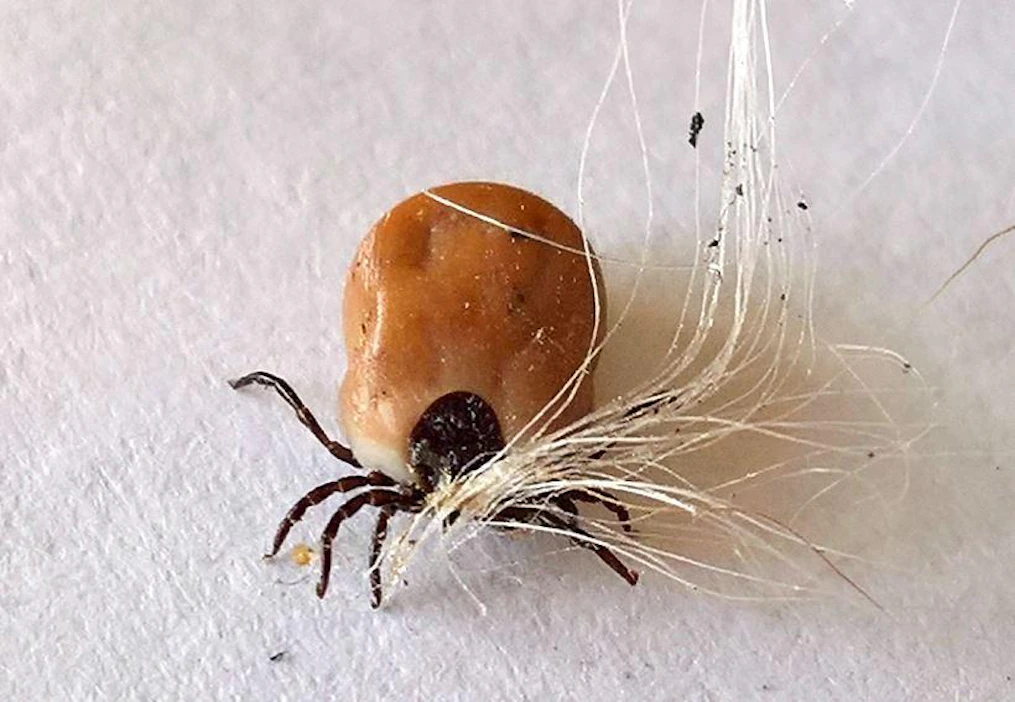 Punkkitarkastus on edelleen ainoa tapa suojautua borrelioosilta. Puutiaisaivotulehdusta vastaan on rokote.