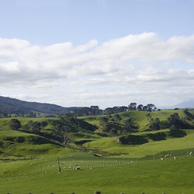 Naudat ja lampaat kuuluvat Uuden-Seelannin maisemaan.