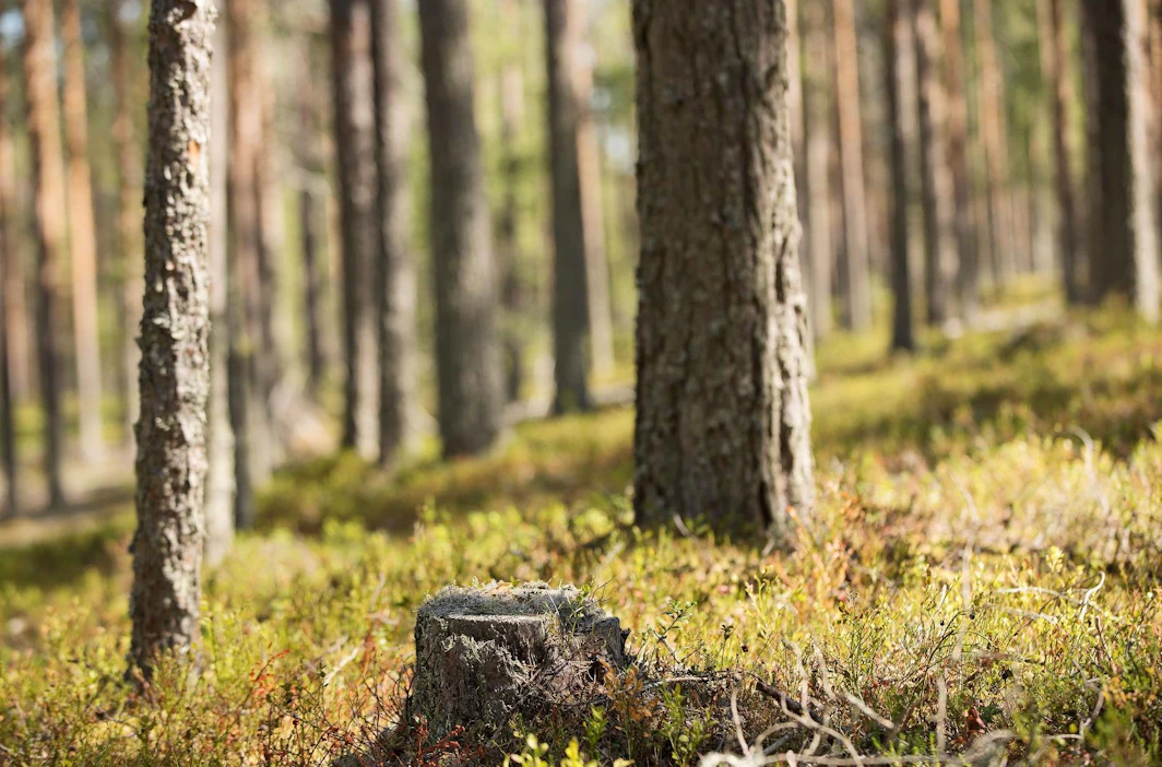 Alueellisia metsäohjelmia on laadittu 1990-luvun lopusta lähtien. Ne laaditaan 14 maakunnalle tai niiden yhdistelmille viideksi vuodeksi kerrallaan.