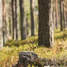 Alueellisia metsä­ohjelmia on laadittu 1990-luvun lopusta lähtien. Ne laaditaan 14 maakunnalle tai niiden yhdistelmille viideksi vuodeksi kerrallaan.