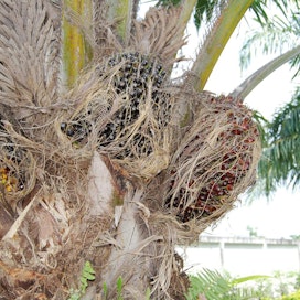 Palmuöljyn hedelmiä Thaimaassa.