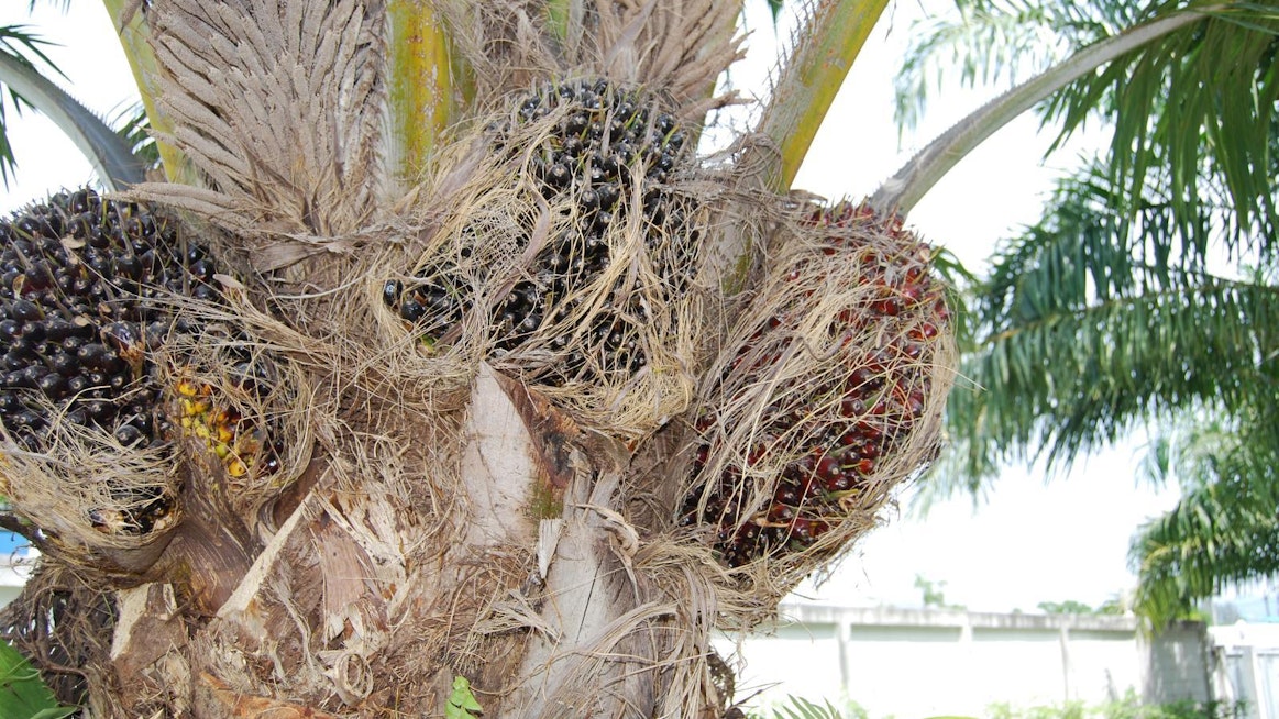 Palmuöljyn hedelmiä Thaimaassa.
