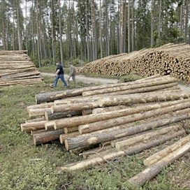 Metsänomistajaa rassaa jatkuvasti puun reaaliarvon kutistuminen, Tapio Pyynönen kirjoittaa. jaana kankaanpää