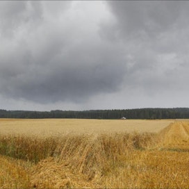 Sade oli keskeyttänyt kauran puinnin Pirkanmaalla Vesilahdessa maanantaina. Markku Vuorikari