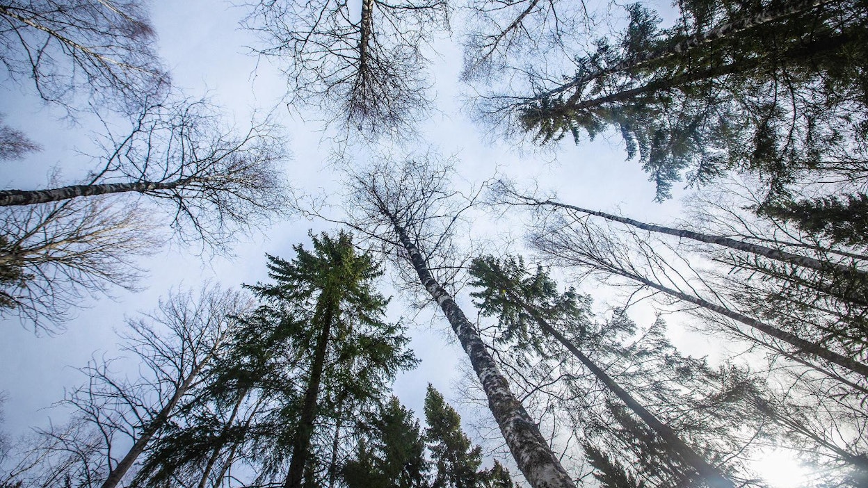 Metsäkeskuksen hankkeessa selvisi vastikään, että Suomessa on lähes 100 000 hehtaaria metsitykseen sopivia joutoalueita.