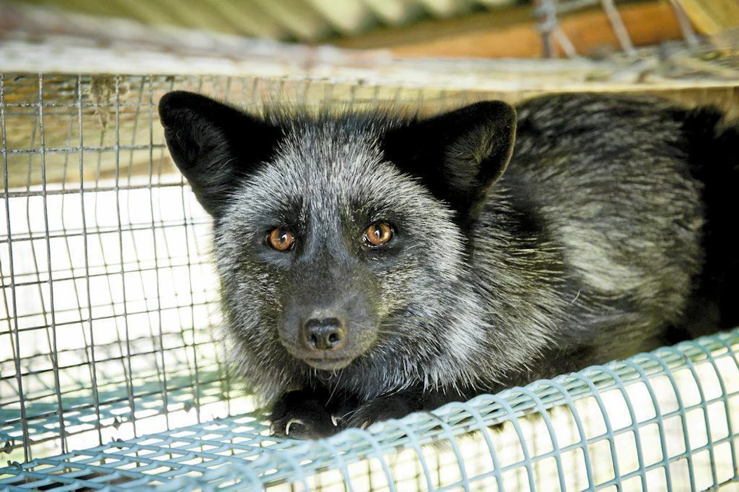 Animalia ja SEY haluavat, että eläinsuojelulakiesitys avataan ja turkistarhaus kielletään.