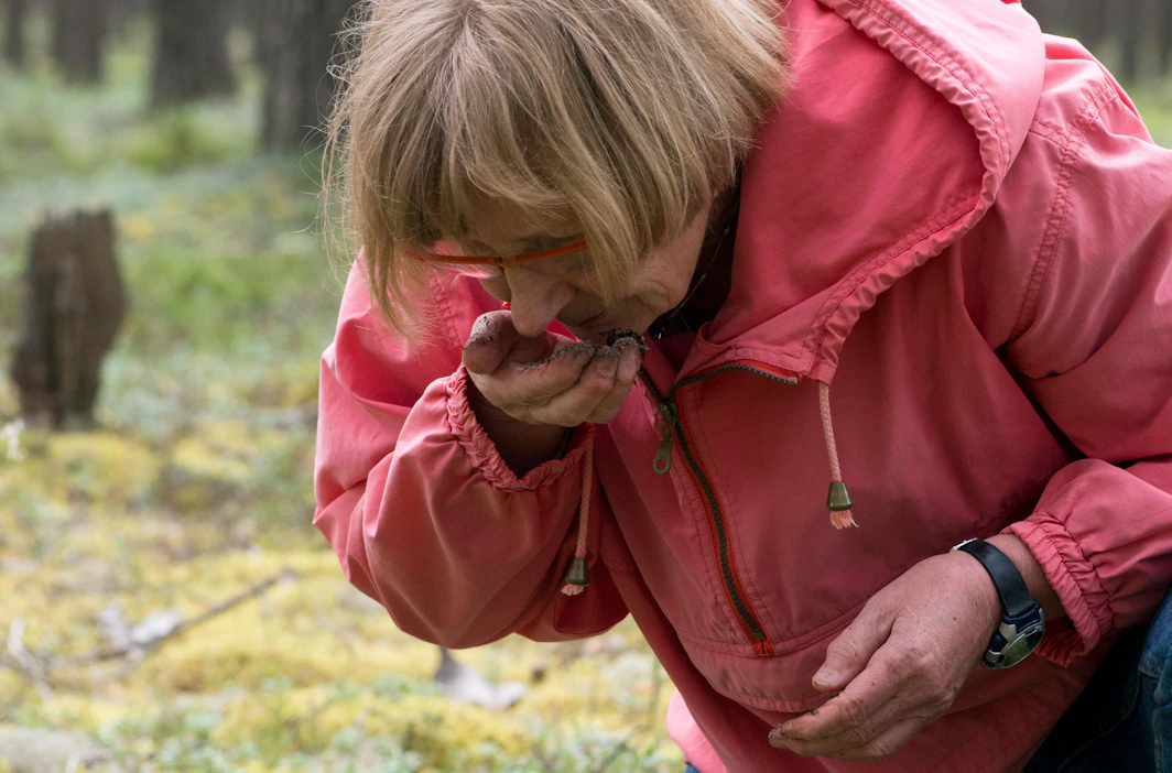 Matsutaken tuoksu on Eira-Maija Savosen mielestä jopa päällekäyvän vahva.